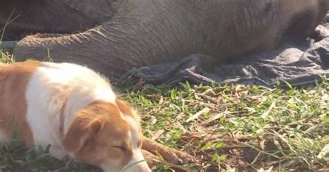 Cagnolina Fedele Resta Sdraiata Accanto All Elefante Fino Al Suo Ultimo