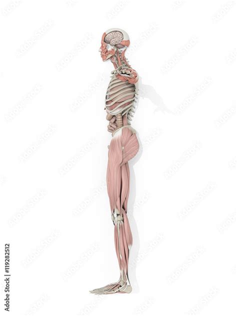 Human anatomy body side profile medical illustration on white ...