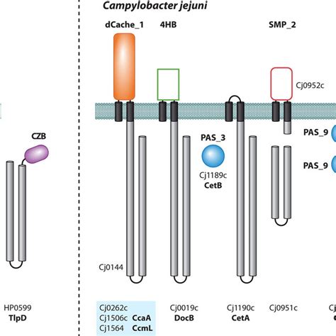 The chemoreceptor repertoires of three different Pseudomonas strains ...