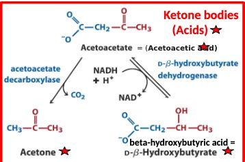 Renal Systems Tbl Renal Acid Base Balance Flashcards Quizlet