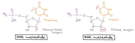 Diagram Rna Nucleotides