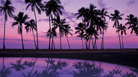 Purple Palm Trees HD Wallpapers - Wallpaper Cave