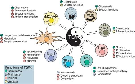 Pleiotropic Effects Of Tgf β On Leukocytes All Leukocytes Produce And Download Scientific