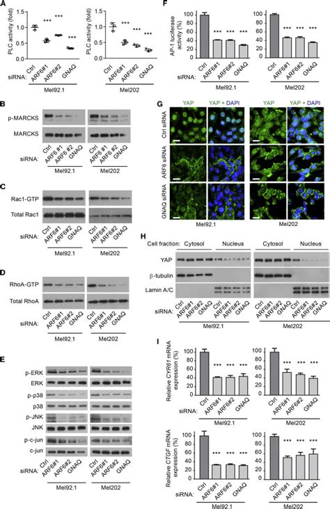 ARF6 Is An Actionable Node That Orchestrates Oncogenic GNAQ Signaling