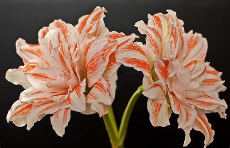 Amaryllis Hd Wallpaper Rare Gallery