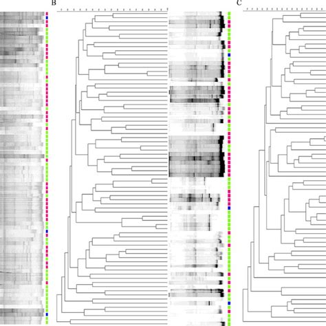 Clustering Analysis Of Pcr Amplified Bacterial 16s Rdna Dgge