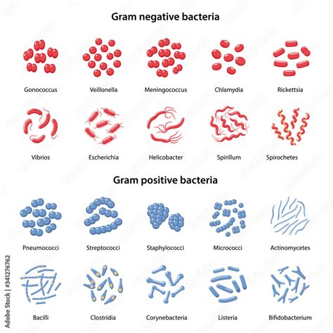 Set of gram-negative and gram-positive bacteria: cocci, bacilli, vibrio ...