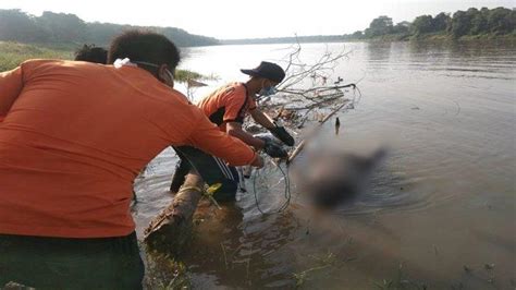 Dikira Kayu Nelayan Di Sekayu Temukan Jasad Mengapung Di Sungai Musi