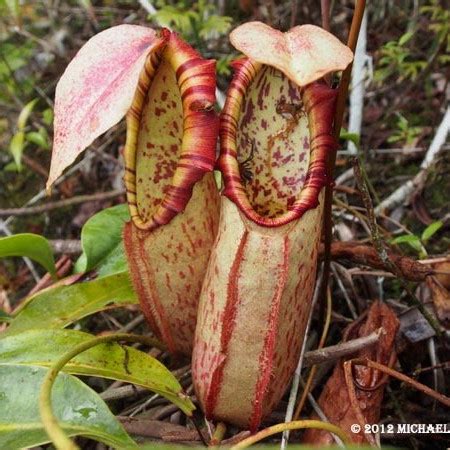 Jual Tanaman Karnivora Nepenthes Northiana Kantong Semar Small