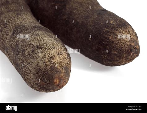 Yam Ioscorea Sp Vegetable Against White Background Stock Photo Alamy