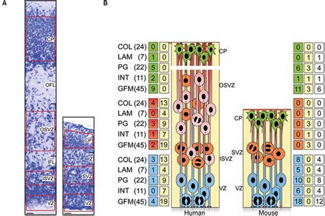 Frontiers The Role Of The Extracellular Matrix In Neural Progenitor