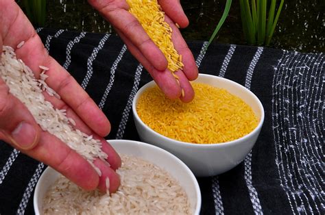 El Arroz Dorado Es Reconocido Como Uno De Los Proyectos Más Influyentes De Los últimos 50 Años