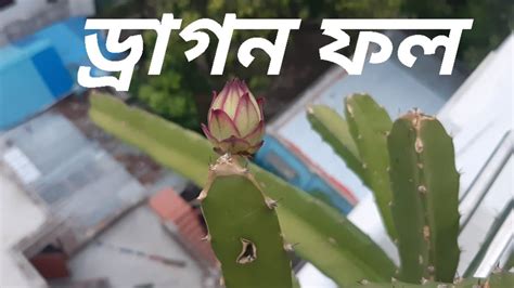 ড্রাগন গাছ। ড্রাগন ফল। Youtube