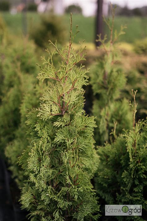 Żywotnik zachodni Miky Thuja occidentalis KrzewOgród