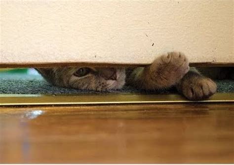 Cat Paws Under Doors Life With Cats