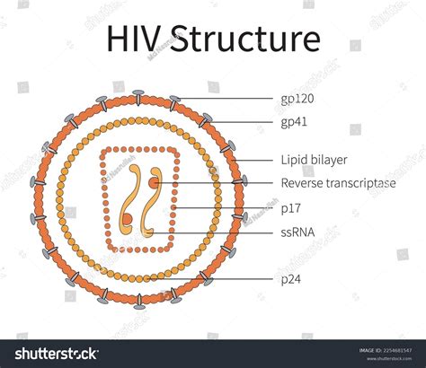 Structure Of Human Immunodeficiency Virus Hiv Vector Illustration