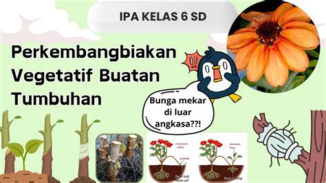 Perkembangbiakan Vegetatif Buatan Tumbuhancangkokokulasistekrunduk