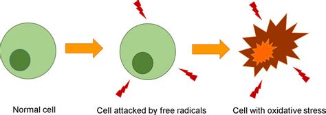 Illustration Of Oxidative Stress Download Scientific Diagram