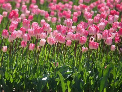 Cách trồng hoa tulip thành công, hoa nở sớm