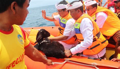 NUSABALI G20 Sukses Pemkab Badung Haturkan Satwa Di Segara Geger