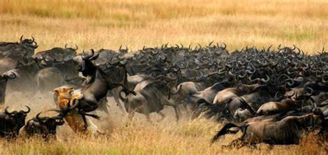 3 Days Serengeti Wildebeest Migration Safari | Wildebeest migration