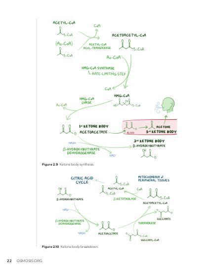 Ketone body metabolism | Osmosis