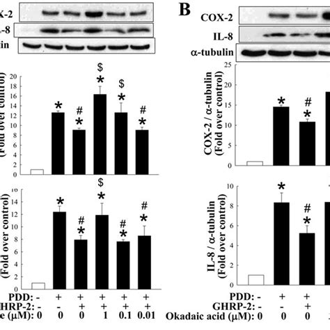 Involvement Of MKP 1 And PP2A In The Inhibitory Effect Of GHRP 2 On