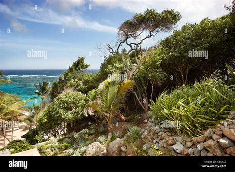 Tropical Island Trees And Plants Stock Photo Alamy