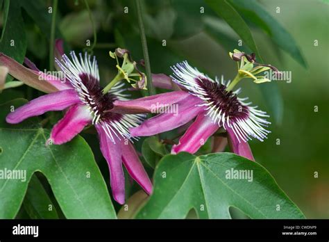 Hojas de pasiflora fotografías e imágenes de alta resolución Alamy