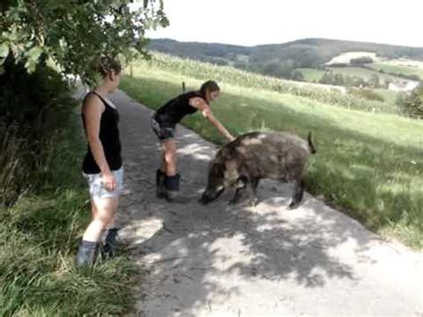 Freundschaftliche Begegnung Mit Wildschwein YouTube