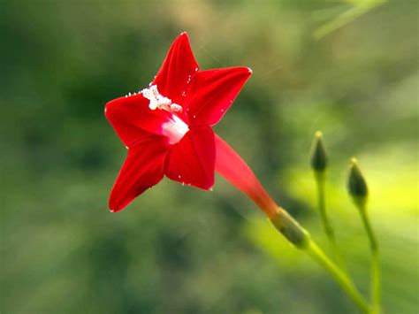 Ipomoea Quamoclit Hummingbird Vine Seeds Usda Organic Ore