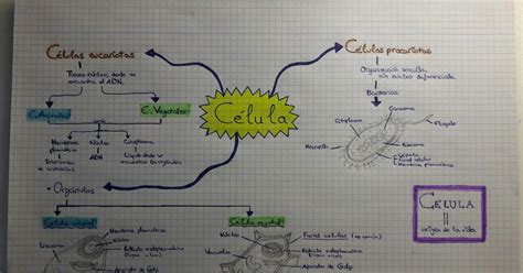 Mapa Mental De Las Células