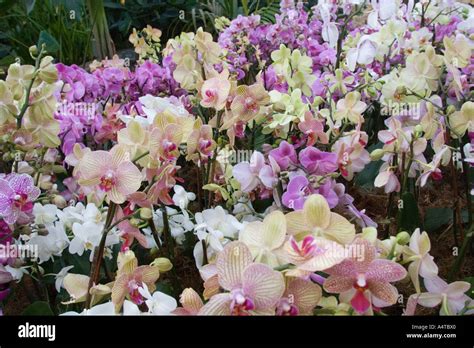 Display Of Orchids Stock Photo Alamy