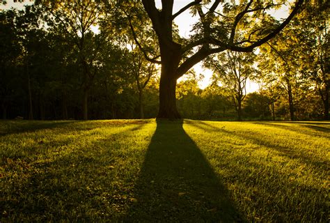 Wallpaper Sinar Matahari Pemandangan Hutan Tua Matahari Terbenam