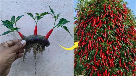 Simple Method Propagate Chili Tree With Brinjal How To Grow Chili