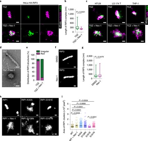 Rip1 Kinase Activity Is Required For Rip1 And Rip3 Oligomerization In