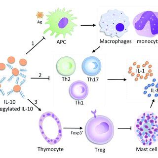 Regulation Of IL 10 Expression In T Cells And The Potential Mechanism