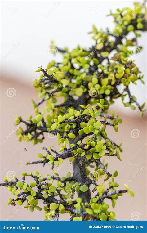 Close Up Of Portulacaria Afra Known As Elephant Bush Dwarf Jade Plant