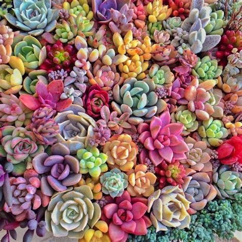 100 Succulent Pictures Wallpapers