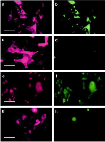 E Cadherin Expression In Melanoma Cells Restores Keratinocyte Mediated