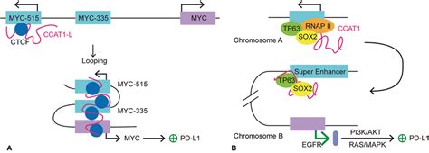 Models Of Serna Ccat1 In The Regulation Of Pd L1 Expression Ccat1 Is