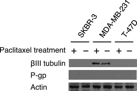 Western Blot Analysis Of Expression Of Tubulin Isotypes And P Gp For