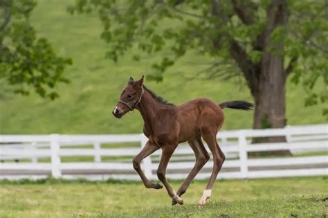 What is a Baby Horse Called (All You Need to Know!) - Animals HQ