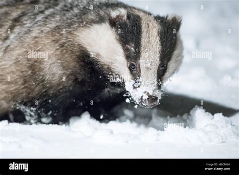 Badger feeding in snow hi-res stock photography and images - Alamy