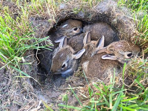 Found some bunnies in our backyard! : r/aww