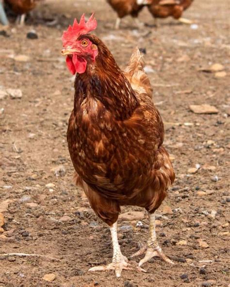 What Are Sex Link Chickens A Comprehensive Guide