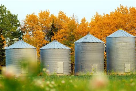 Old Grain Bins Are In The Field Along The Forest In Autumn Stock Photo