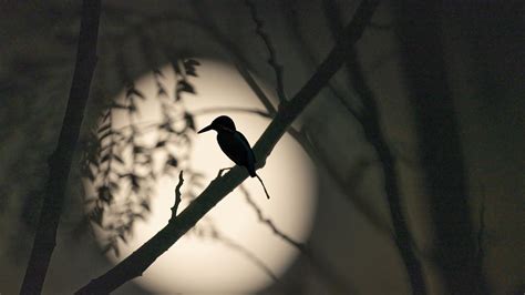 ¿por Qué Las Aves Cantan Al Anochecer Infobae