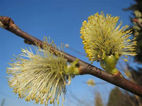 Salix Caprea Caracter Sticas Cultivo Cuidados E Inconvenientes