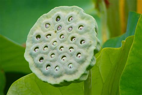 Trypophobia Symptoms Causes And Therapy